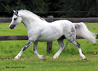 Welsh Mountain Pony Stallion Bellingara Shogun