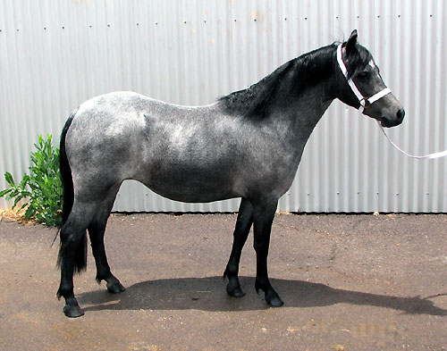 Bellingara Tina