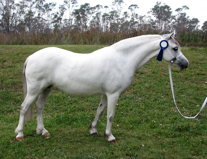 Bellingara Trinket - winner of the Welsh A Broodmare NSW All Welsh 2012