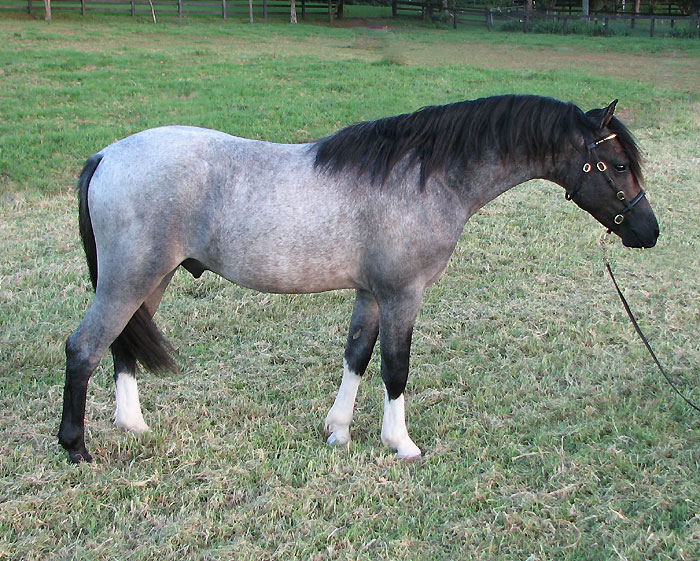 Bellingara Titan
