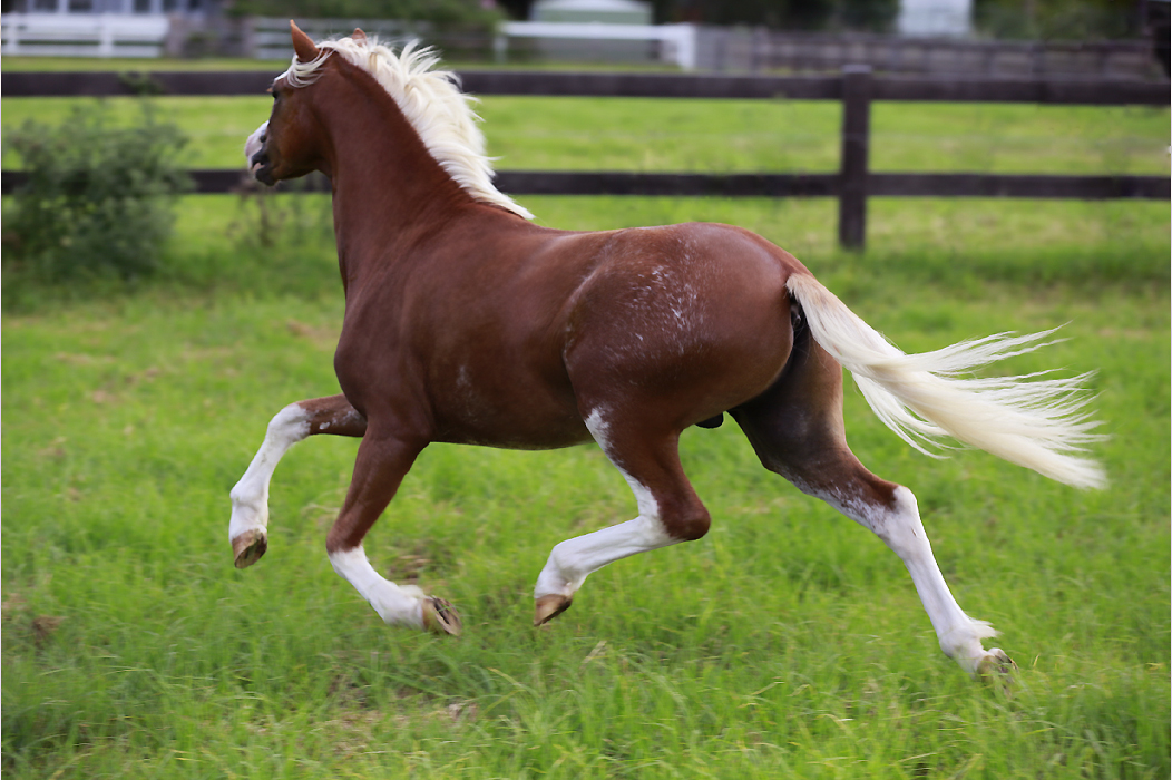Bellingara Tribute - Welsh Mountain Pony Colt