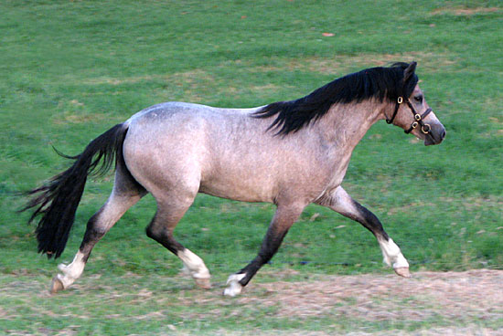 Bellingara Troubadour