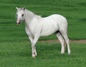 Bellingara Tyffani