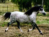 Welsh Stallion at Stud - Trentlyn Benson