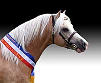 Welsh Sec A Palomino Stallion at Stud - Snowdon Vale Peter Pan