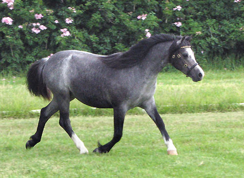Bellingara Snowdrop Yearling Welsh Mountain Pony Filly