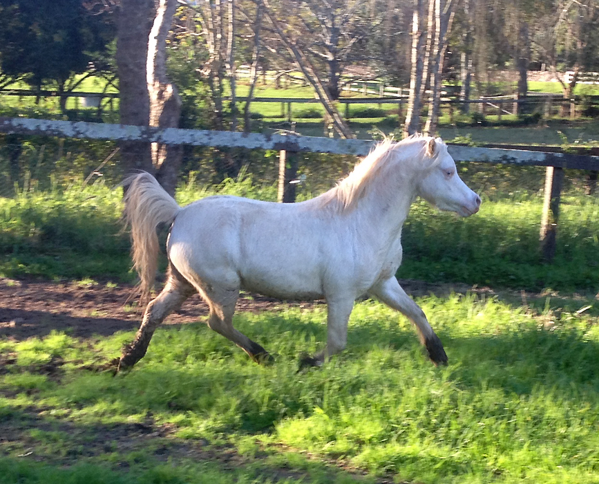Bellingara Lola - cremellow Welsh A filly