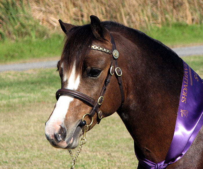 Welsh Pony Head