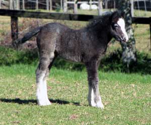 Bellingara Serena