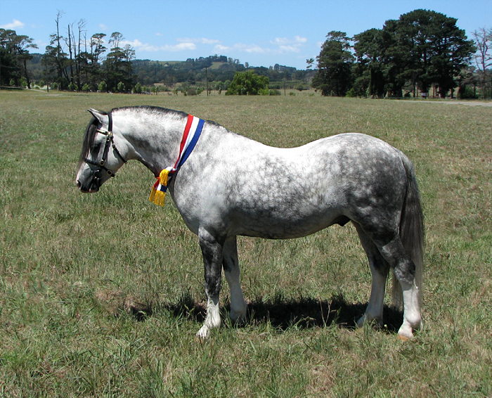Bellingara Shogun - Welsh Mountain Pony Stallion at Stud