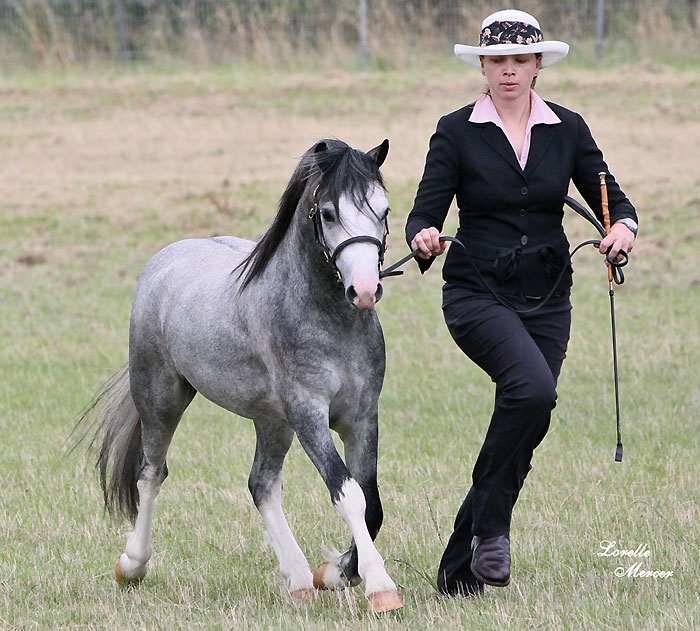 Welsh Mountain Pony Colt, Bellingara Shogun, Southern NSW Pony Classic