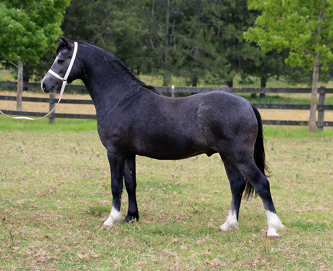 Bellingara Show-Off