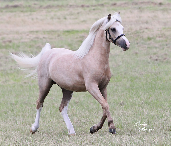 Bellingara Tinkerbell - Welsh A Palomino Pony Mare
