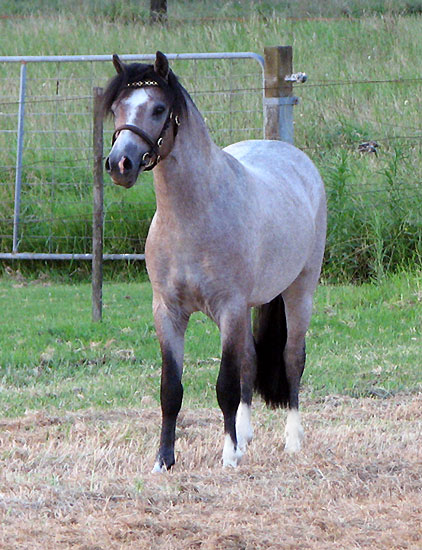 Bellingara Troubadour