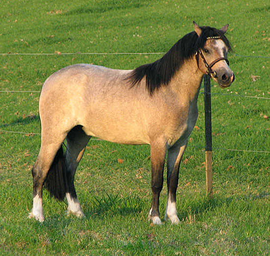 Bellingara Troubadour