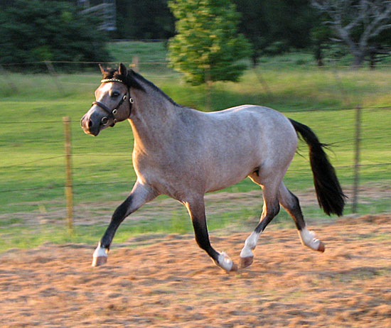 Bellingara Troubadour