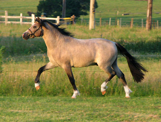 Bellingara Troubadour
