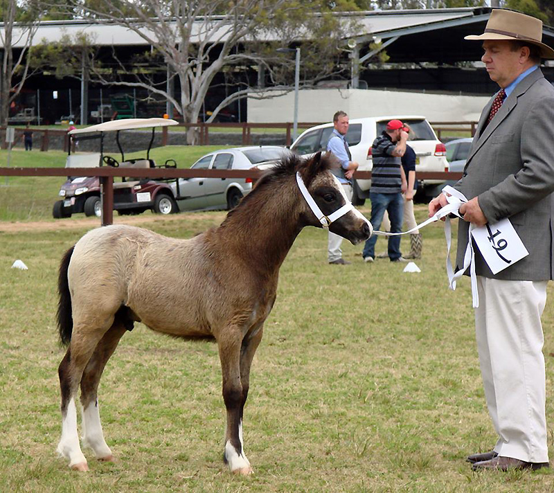 Progeny of Bellingara Shogun - Welsh Mountain Colt
