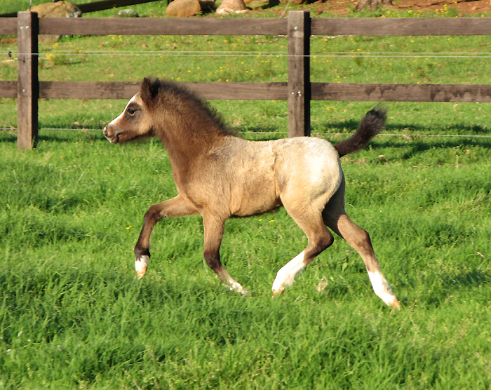 Bellingara Logan - Welsh Mountain Pony Foal by Bellingara Shogun