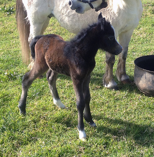 Bellingara Lannister - Welsh A Colt Foal by Bellingara Shogun