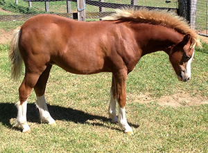Chestnut Welsh Mountain Pony Weanling Filly For Sale