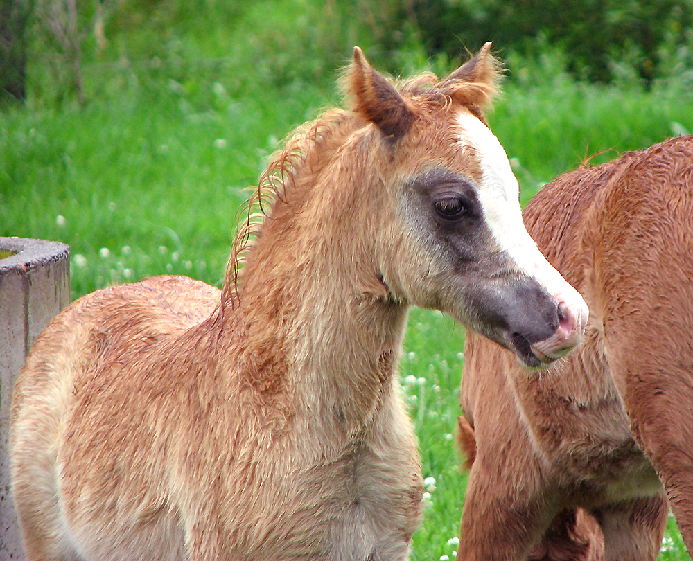 Welsh Mountain Foal For Sale
