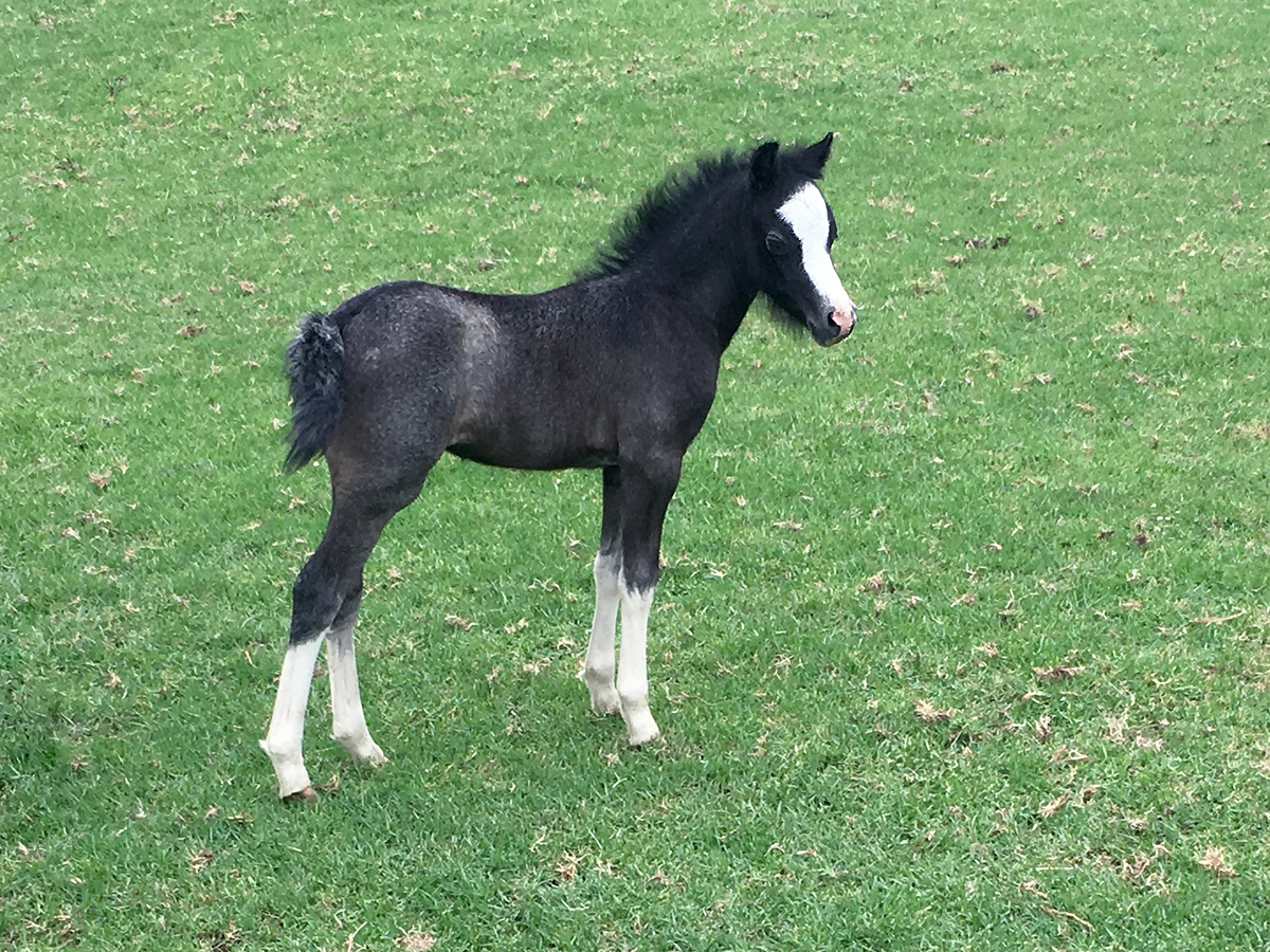 Welsh Foal