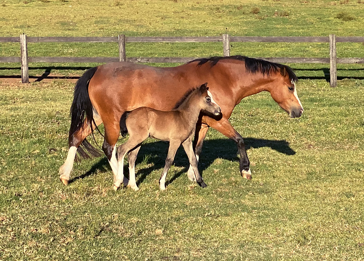 Welsh A Mare and Foal For Sale