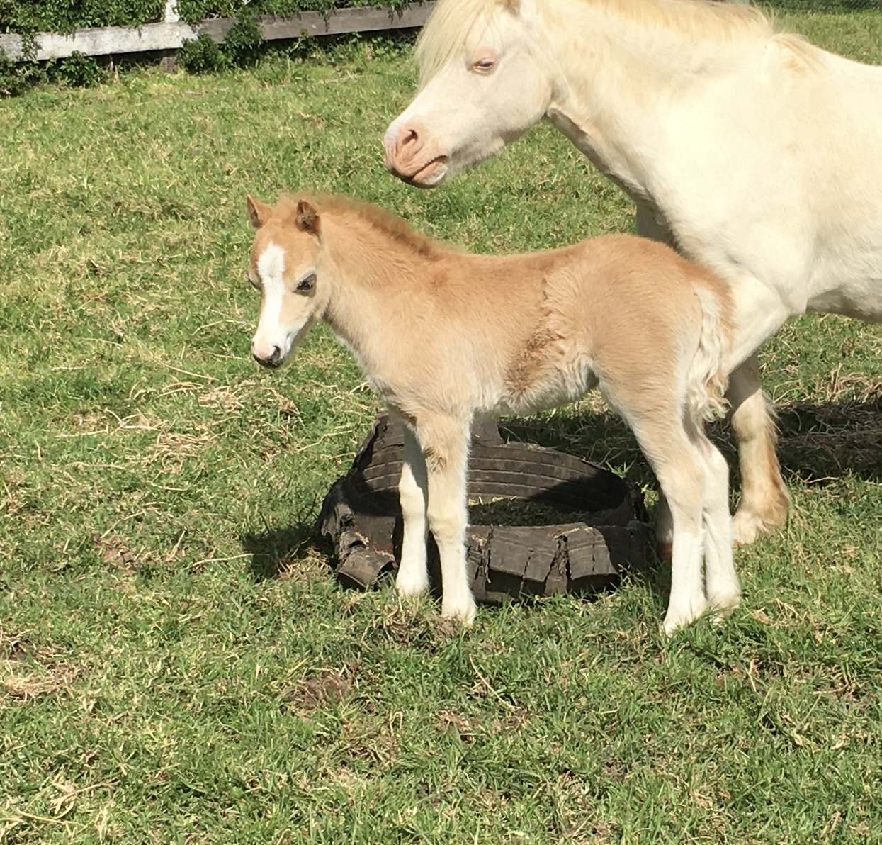 Palomino Welsh Mountain Pony Foal For Sale