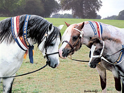Welsh Ponies of Bellingara Stud at Bathurst Royal