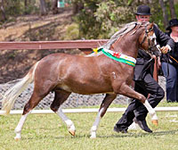 Welsh Mountain Pony Stallion at Stud - Creswell the Conqueror