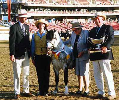 Stallion at Stud; Trentlyn Benson: Supreme Welsh Exhibit Sydney Royal 2000