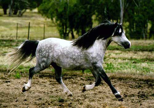 Trentlyn Benson - Welsh Pony Stallion at Stud