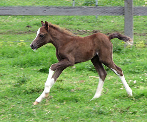 Osory Clemency Foal 2010
