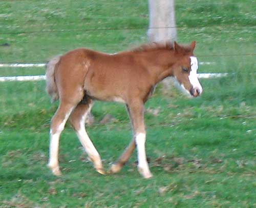 Trentlyn Benson Foal 2010