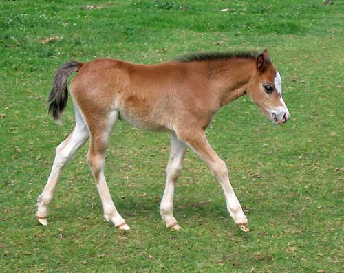Snowbell Foal 2010