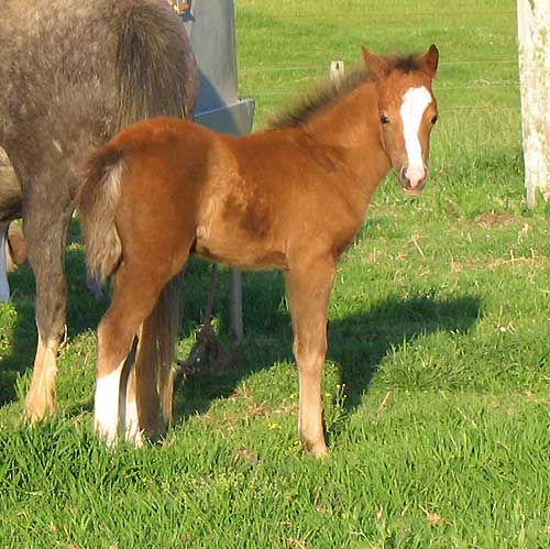 Bellingara Tara Foal 2010