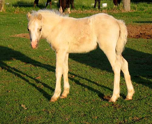 Snowdon Vale Peter Pan Foal 2010