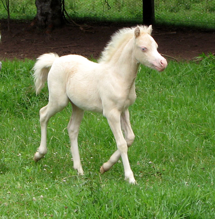 Lilly Filly