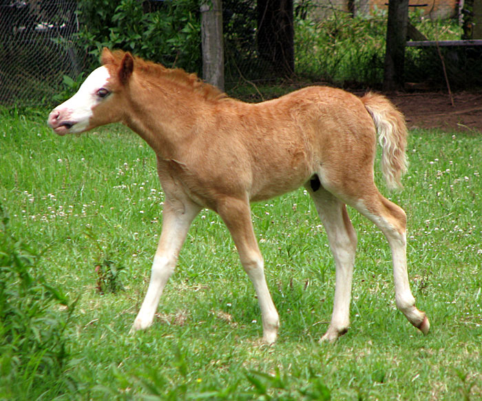 Tinsel foal