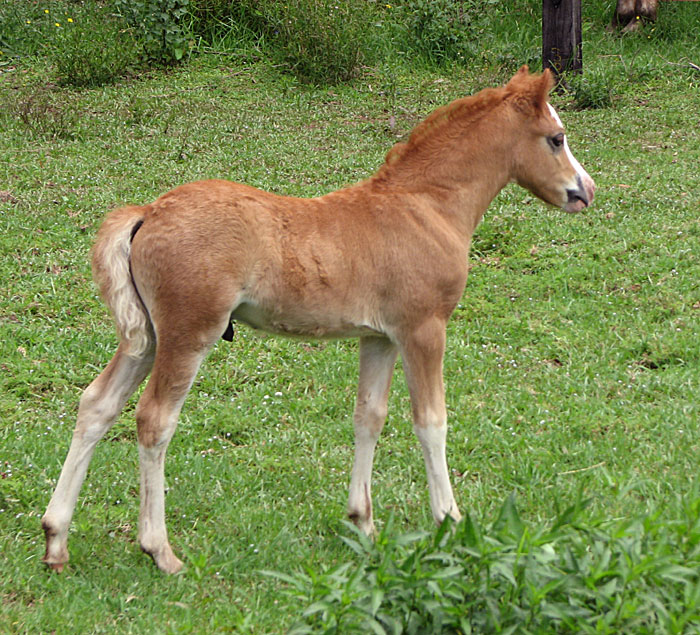 Tinsel foal