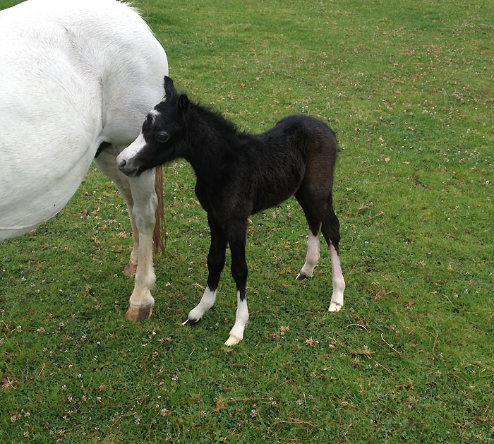 Welsh Filly foal out of Dalgangle Snowbell, born November 2012.