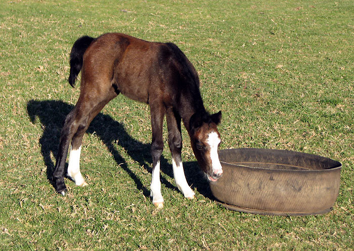 Welsh Mountain Pony Filly Foal out of Bellingara Showgirl