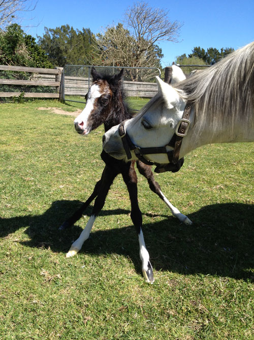Bonnie's Welsh filly foal