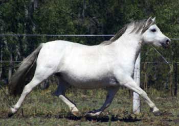 Barn Hill Pom Pom - Qld All Welsh Supreme Winner sired by the stallion at stud, Trentlyn Benson