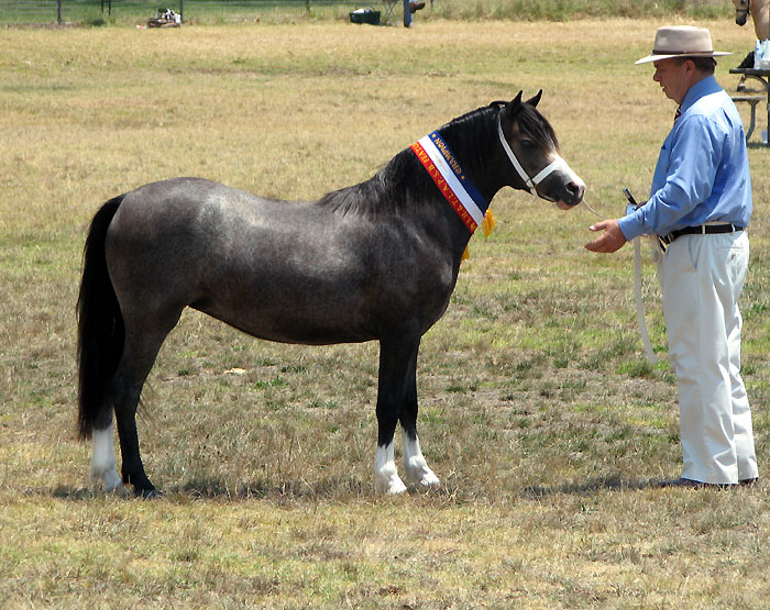 Bellingara Show & Tell - Champion Welsh A Mare/Filly APSB Show