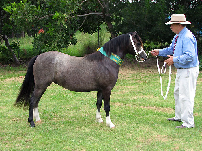 Welsh Mountain Pony Filly For Sale