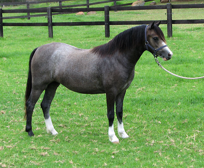 Welsh Mountain Pony Filly For Sale