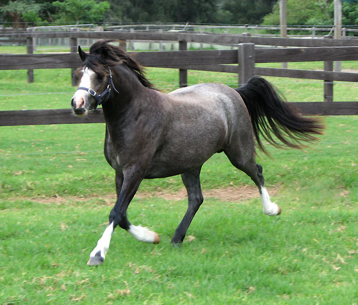 Bellingara Show & Tell - Show Pony For Sale