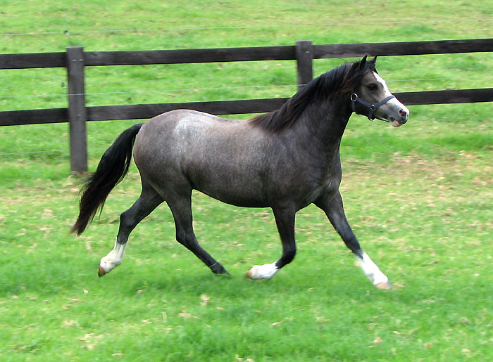 Bellingara Show & Tell - Welsh Sec A Yearling Filly
